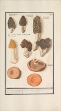 Morels (Morchella), 1596-1610. Creators: Anselmus de Boodt, Elias Verhulst.