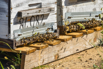 swarm of honey bees in front of a beehive, Provence, France